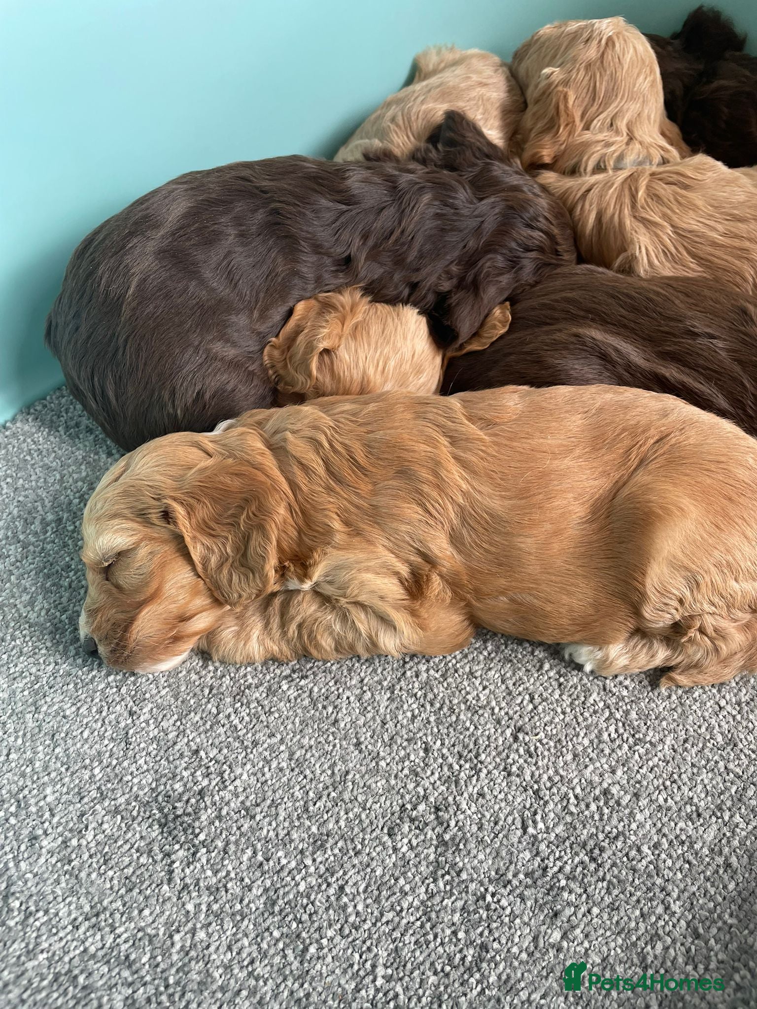 Cockapoo dogs F1 cockapoo p,a,r clear and health  check - Advert 14