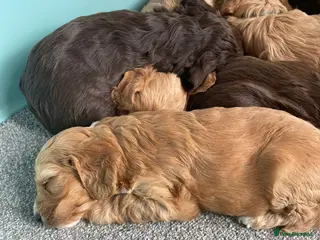 Cockapoo dogs F1 cockapoo p,a,r clear and health check - Advert 14