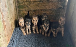 Lakeland Terrier dogs for sale: Lakeland terrier puppies - Image 22
