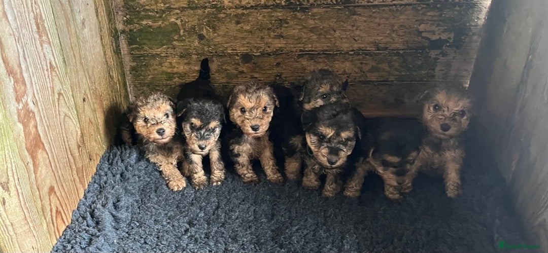 Lakeland Terrier dogs for sale: Lakeland terrier puppies - Image 22