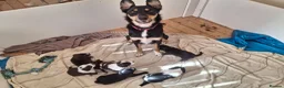 Mixed Breed dogs for sale: Kelpie cross spaniel pups - Advert 11