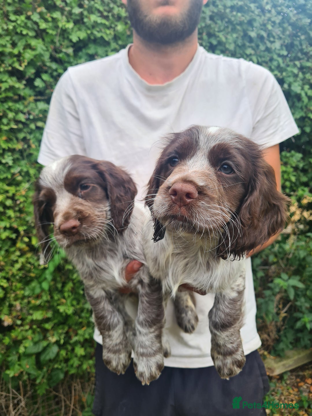 Sprocker dogs for sale: Sprocker puppies  - Image 2
