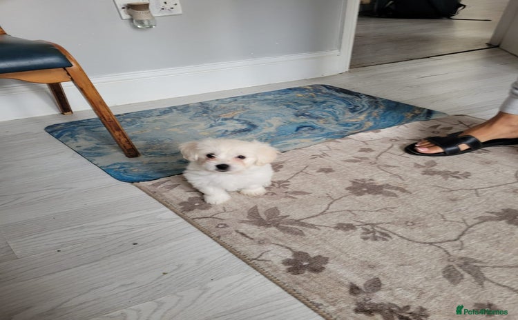 Bichon Frise dogs - Advert 2