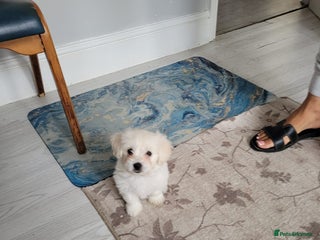 Bichon Frise dogs - Advert 9