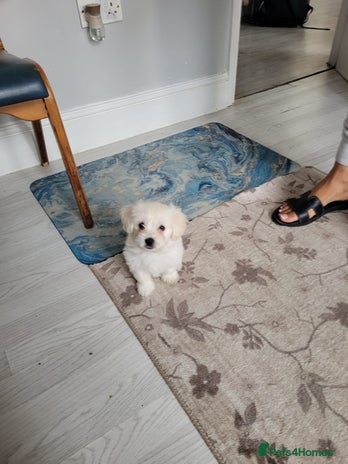 Bichon Frise dogs - Advert 8