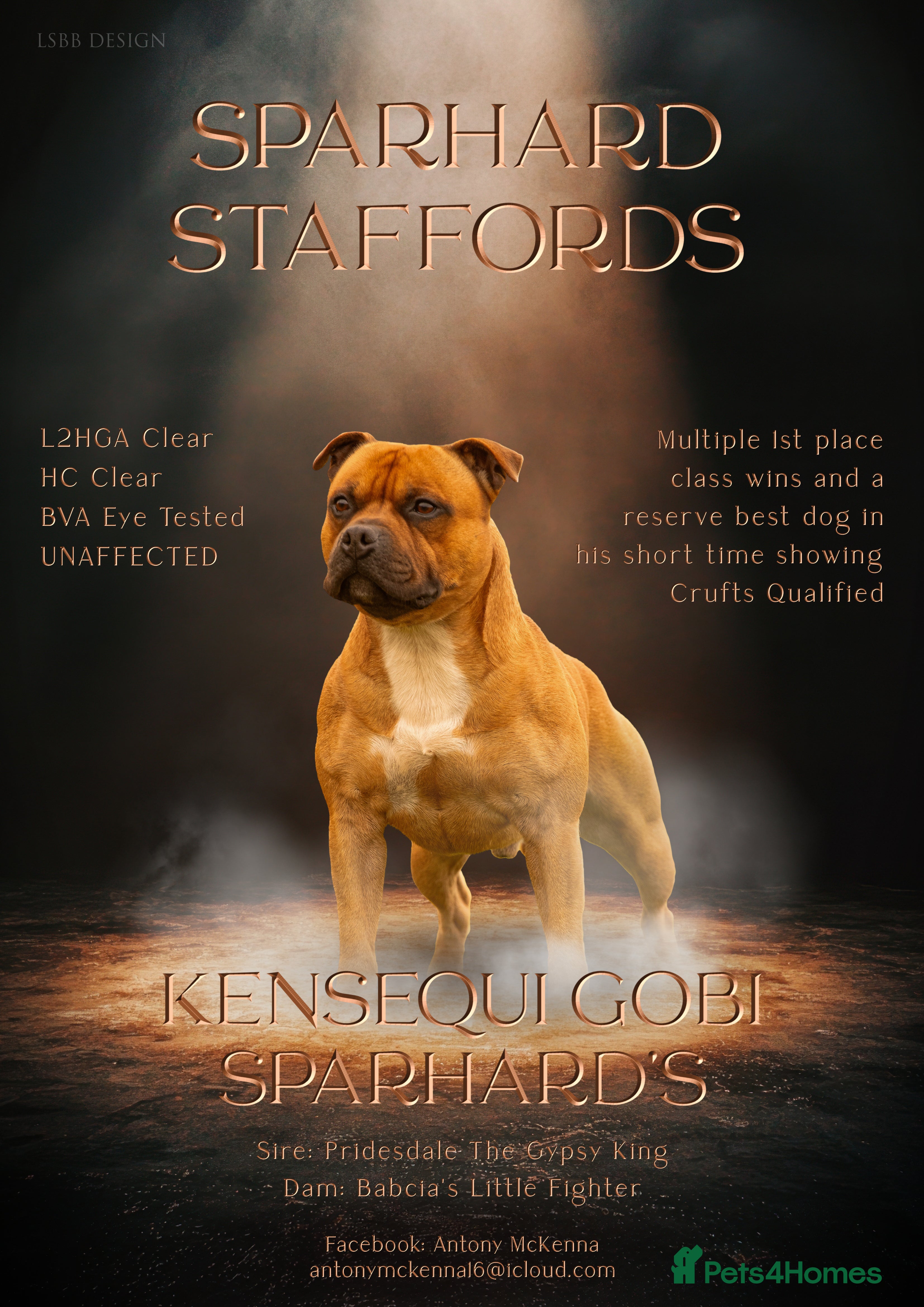 Staffordshire Bull Terrier dogs 🥨 Crufts Qualified Red SBT Stud 🥨 - Advert 7