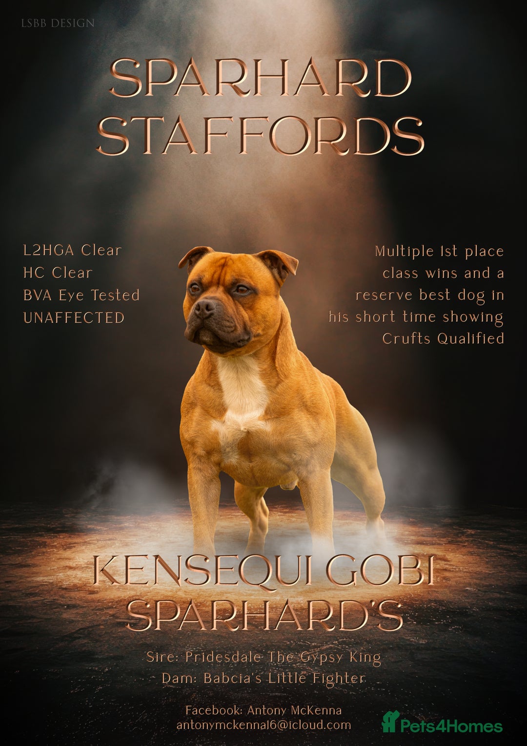 Staffordshire Bull Terrier dogs for stud: 🥨 Crufts Qualified Red SBT Stud 🥨 - Advert 1