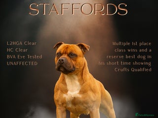 Staffordshire Bull Terrier dogs 🥨 Crufts Qualified Red SBT Stud 🥨 - Advert 1