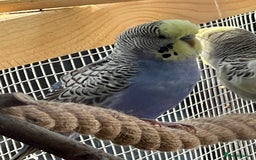 Budgerigars birds for sale: Budgerigars - Image 6