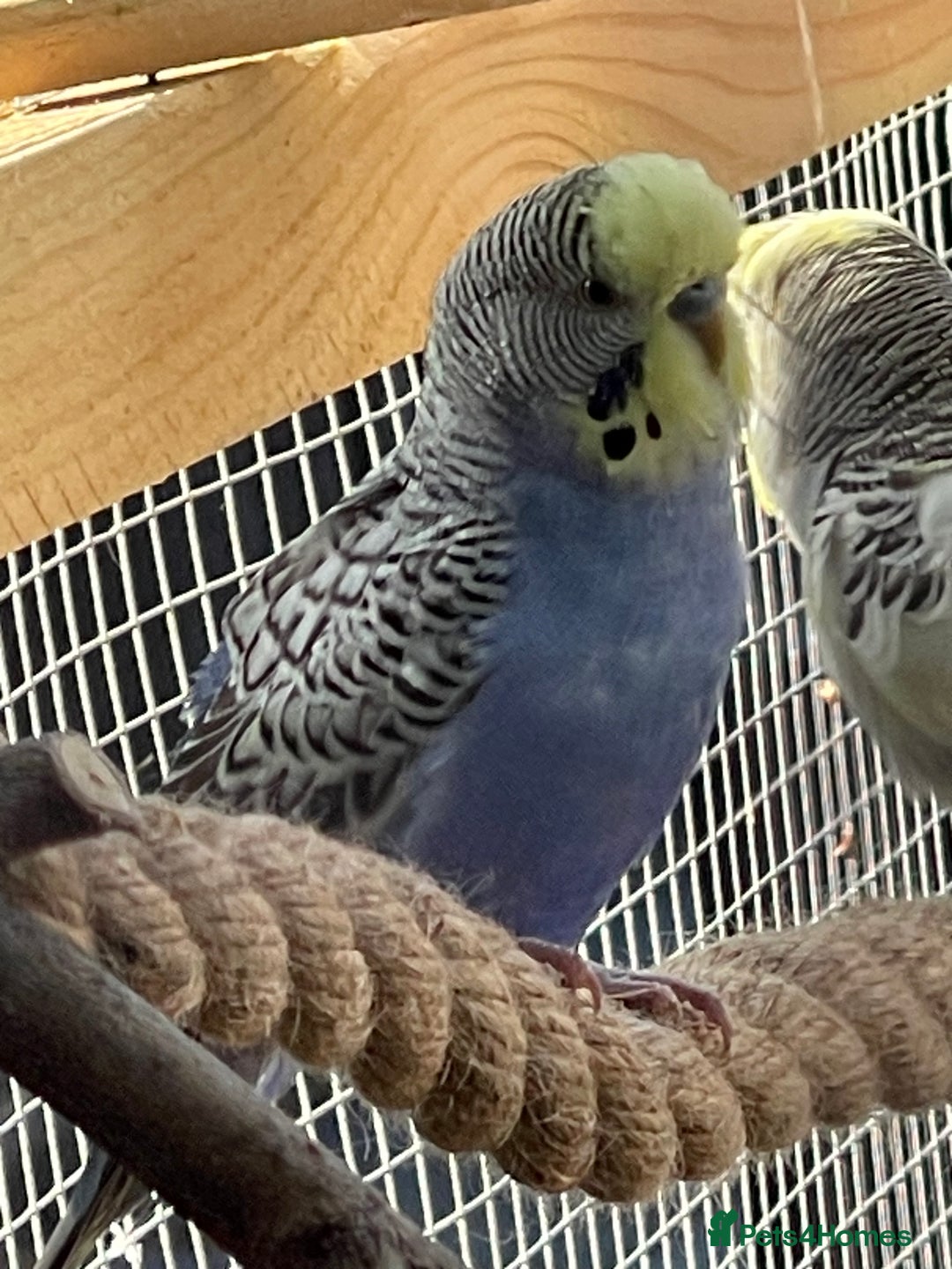 Budgerigars birds for sale: Budgerigars - Image 6