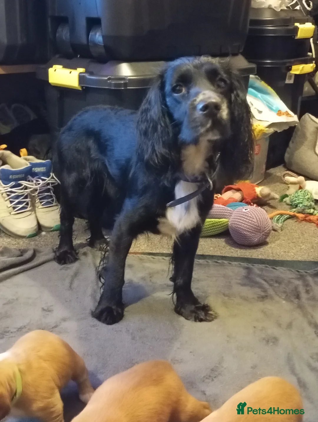 Cocker Spaniel dogs for sale: Cocker spaniel Jack Russel cross - Advert 2