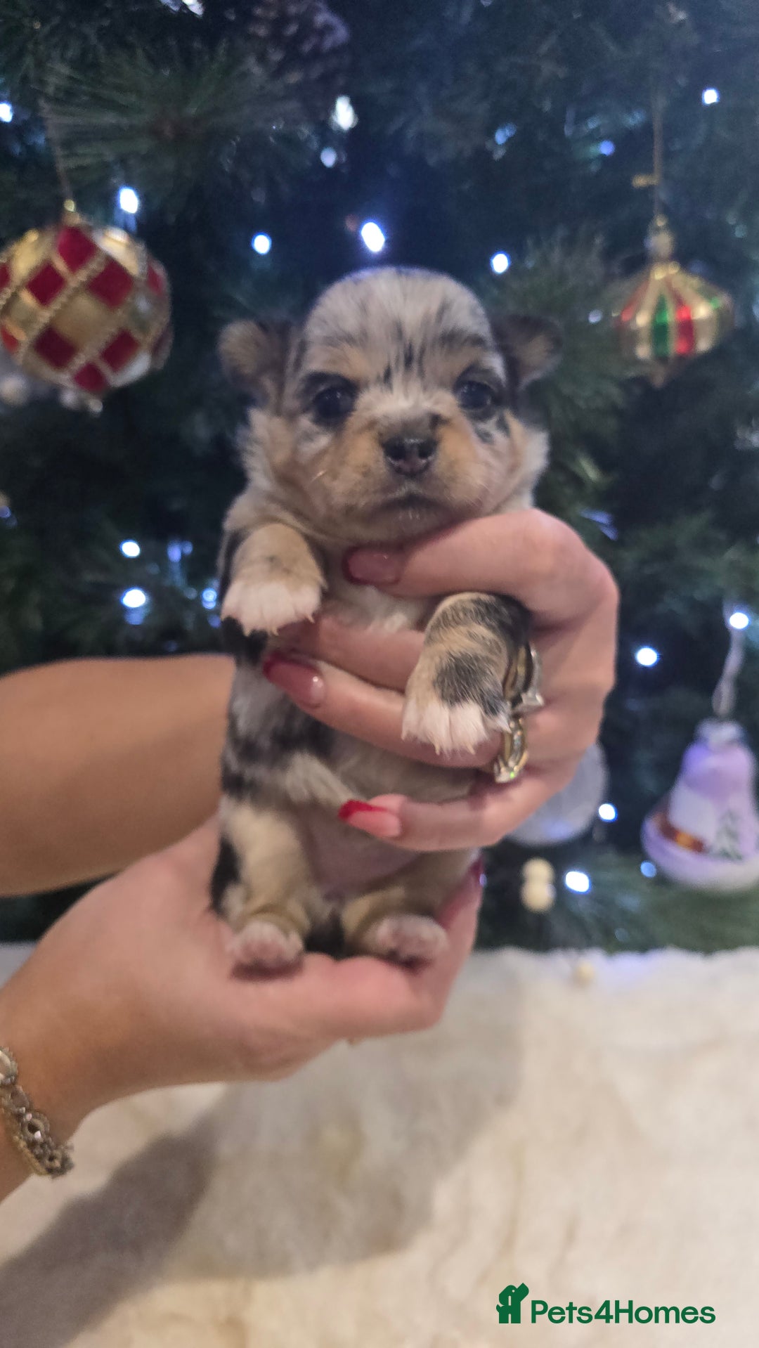 Chihuahua dogs for sale: Chihuahua puppies Russian ancestry with perfect bo - Advert 34