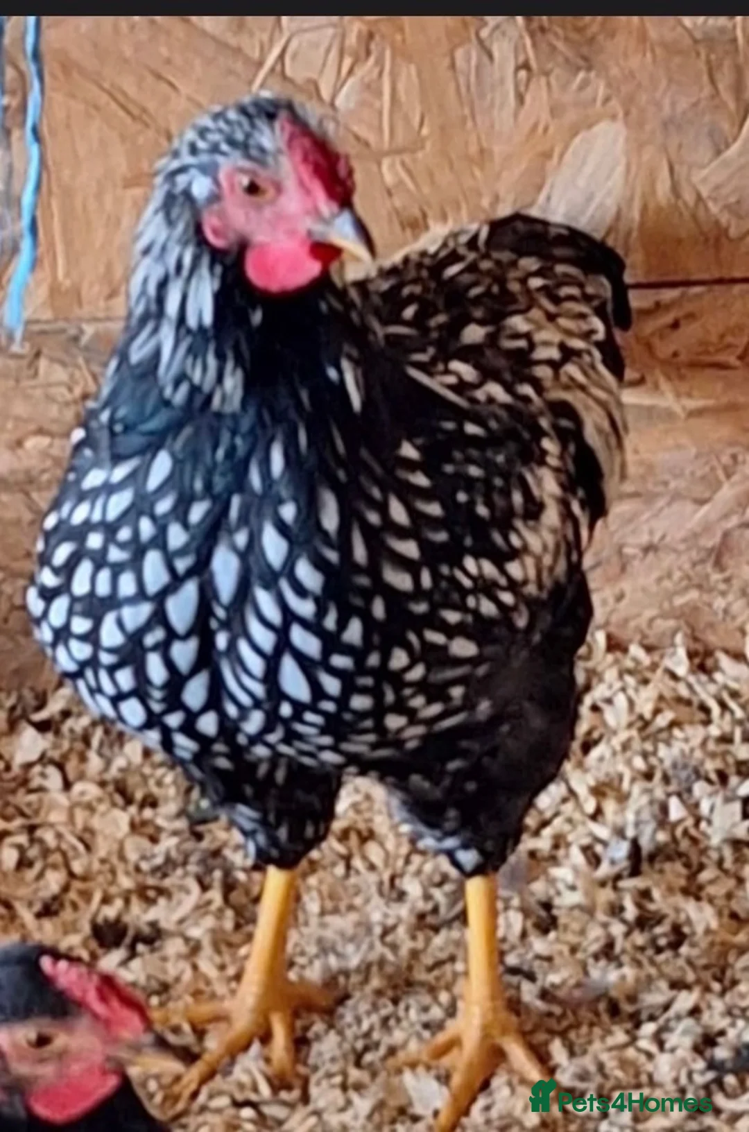 Chickens poultry for sale: Various chickens available  in Heckmondwike - Advert 5