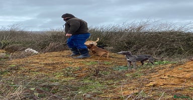 Whippet dogs - Advert 11