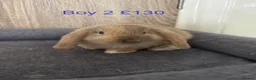 Mini Lop rabbits for sale: Pure Baby Mini Lops For Sale - Advert 7