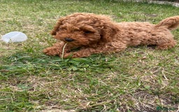 Cavapoo dogs for sale: Red cavapoo babies both parents dna health tested  in Newark - Image 1