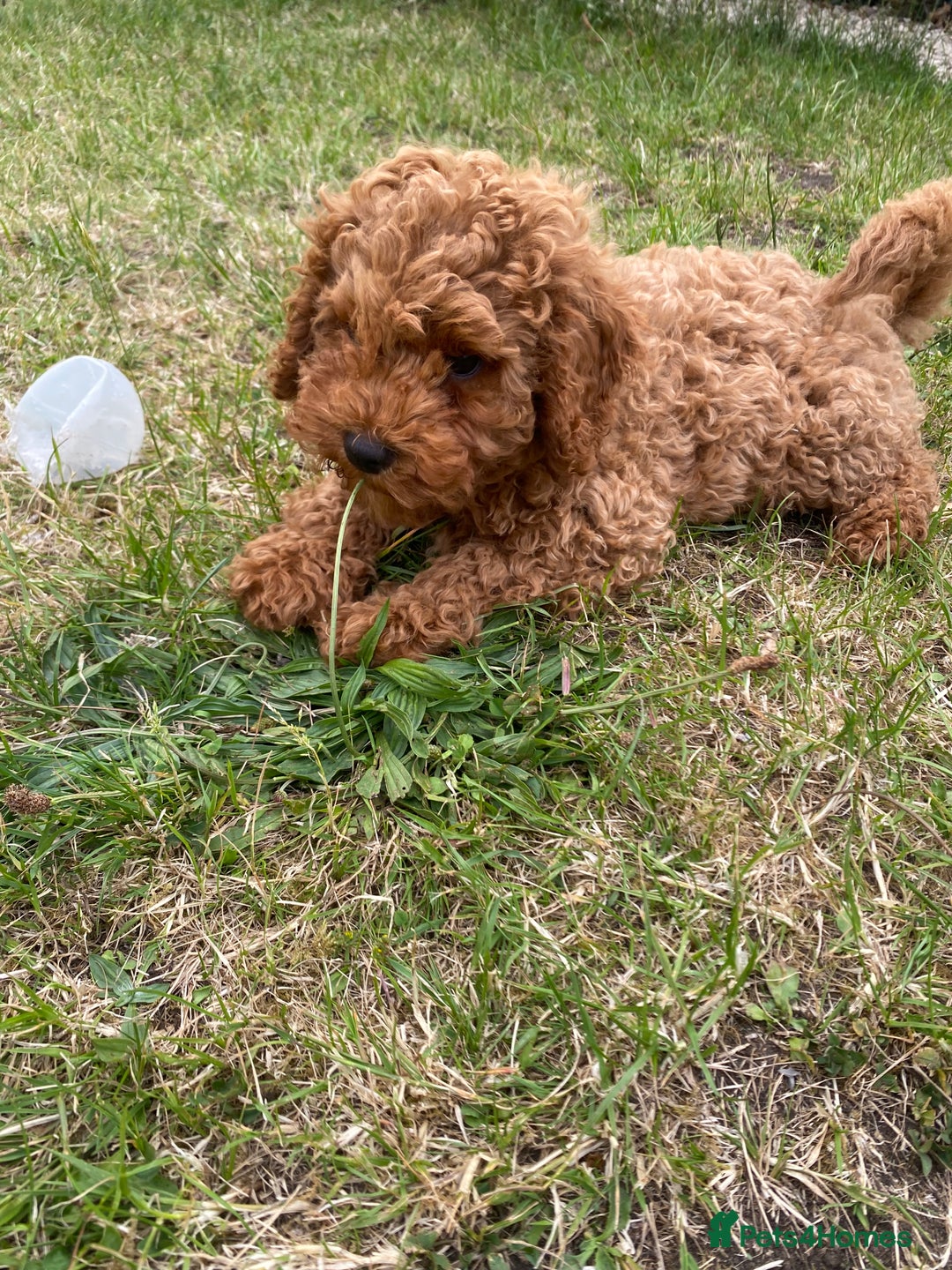 Cavapoo dogs for sale: Red cavapoo babies both parents dna health tested  in Newark - Image 1