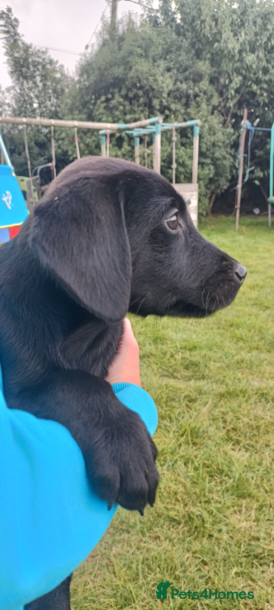 Labrador Retriever dogs for sale: Labrador pups 2 boys 1 girl - Image 3