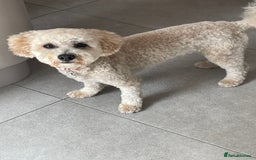Poochon dogs for sale: Tina 1 year old poochon girl - Image 2