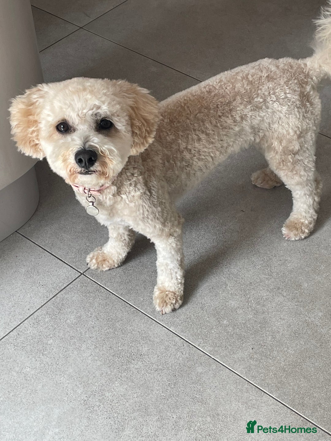 Poochon dogs for sale: Tina 1 year old poochon girl - Image 2