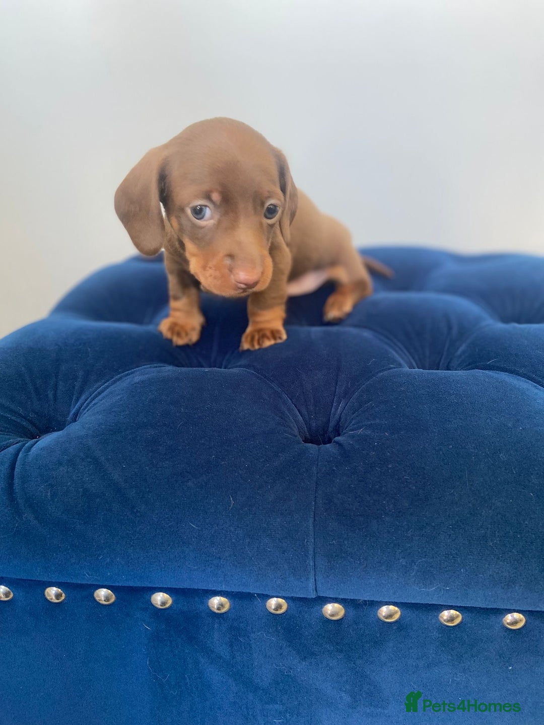 Dachshund dogs for sale: Kc fully health tested parents daxi boys - Advert 3