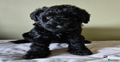 Mixed Breed dogs - Advert 4