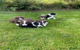 Border Collie dogs for sale: *BORDER COLLIE PUPPIES*⚫️⚪️🟤 - Image 20