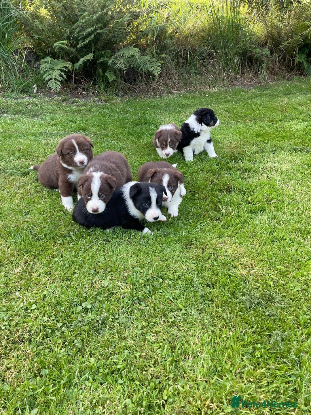 Border Collie dogs for sale: *BORDER COLLIE PUPPIES*⚫️⚪️🟤 - Image 20