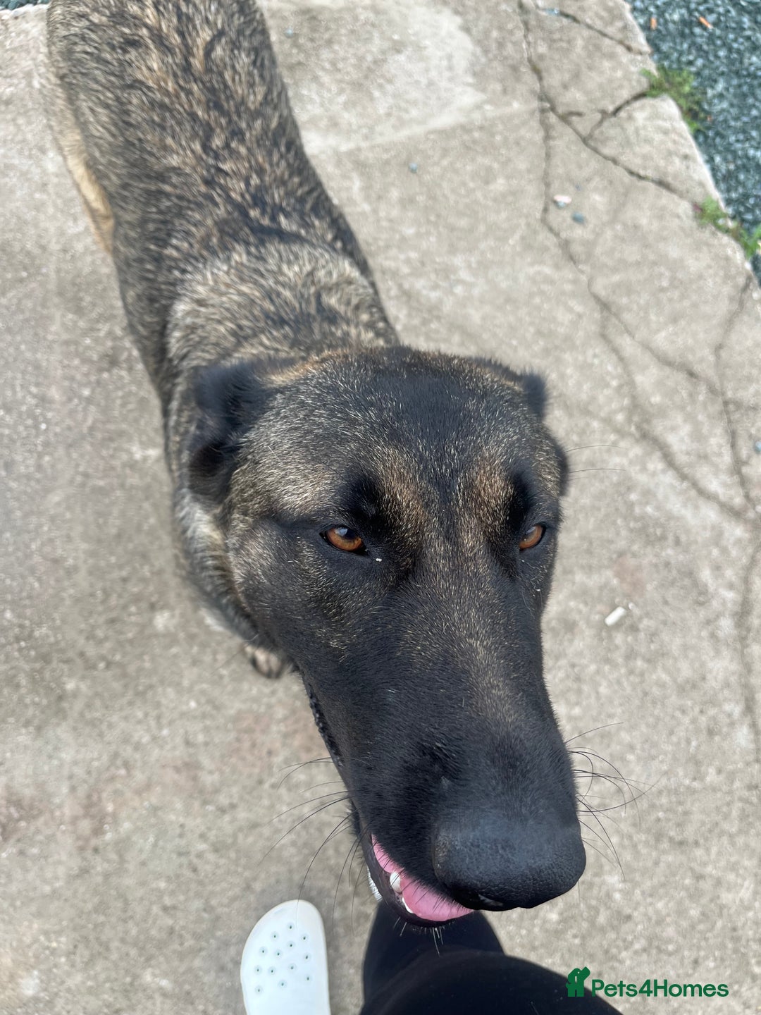 German Shepherd dogs for sale: German Shepherd  - Image 2