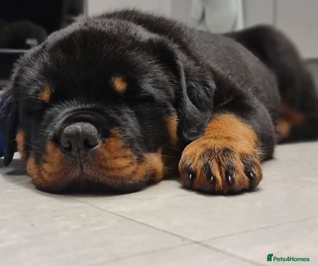 Rottweiler dogs for sale: Kc reg, extensively health tested parents - Advert 7