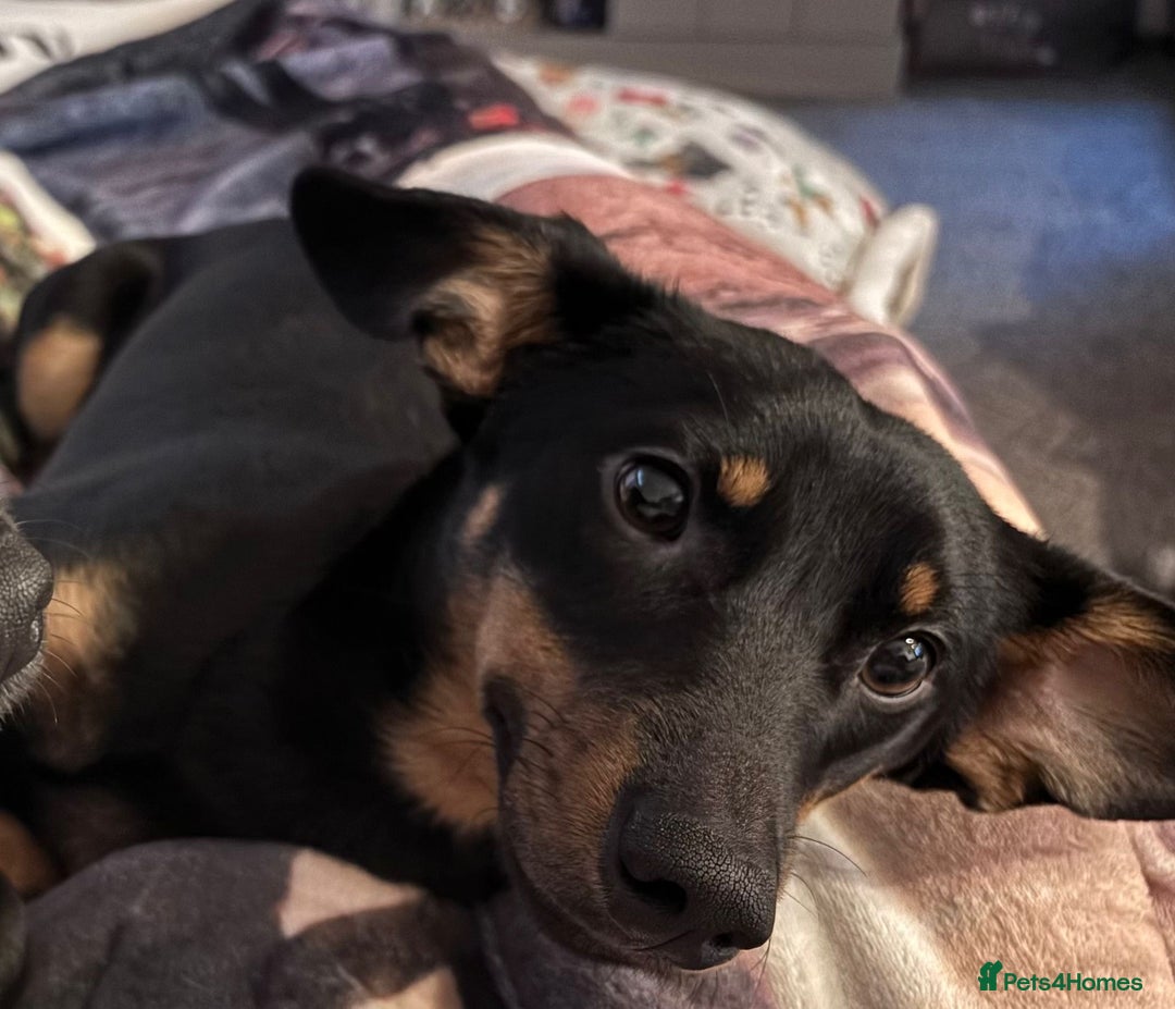 Dachshund dogs for adoption: Rocky needs Love  - Advert 20