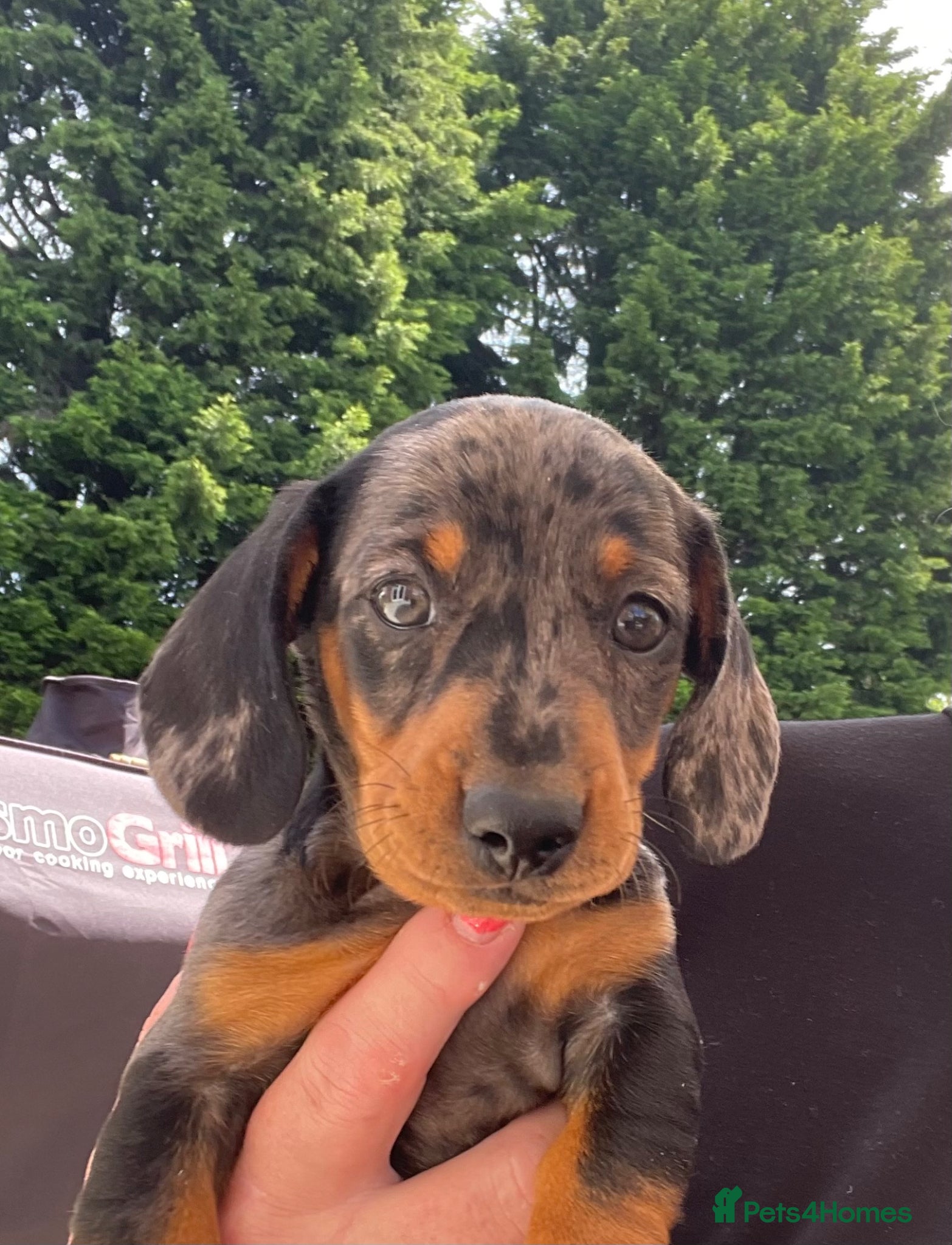 Miniature Dachshund dogs K/C reg Mini Dachshund Boy For Sale - Advert 1
