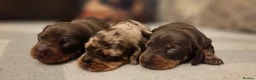 Miniature Dachshund dogs for sale: 2 Gorgeous Miniature Dachshund puppies- PRA clear - Advert 12