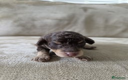 Toy Poodle dogs for sale: KC Tiny Perfect phantom poodles + colours  - Image 4