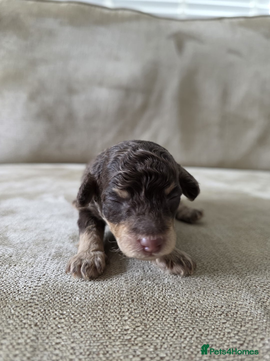 Toy Poodle dogs for sale: KC Tiny Perfect phantom poodles + colours  - Image 4