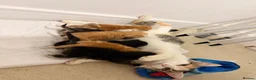 Mixed Breed cats for sale: 3 male 3 female cute kittens - Advert 6