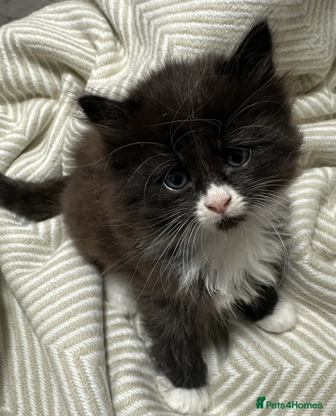 Siberian cats for sale: KITTENS SIBERIAN Neva Masquerade White  - Advert 4