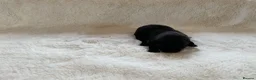 Labrador Retriever dogs for sale: DNA tested KC reg Labrador puppies - Advert 5