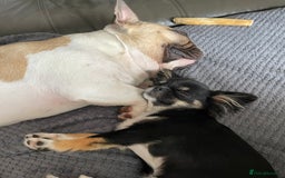 French Bulldog dogs for sale: Perfect sweet boy looking for new home  - Image 12