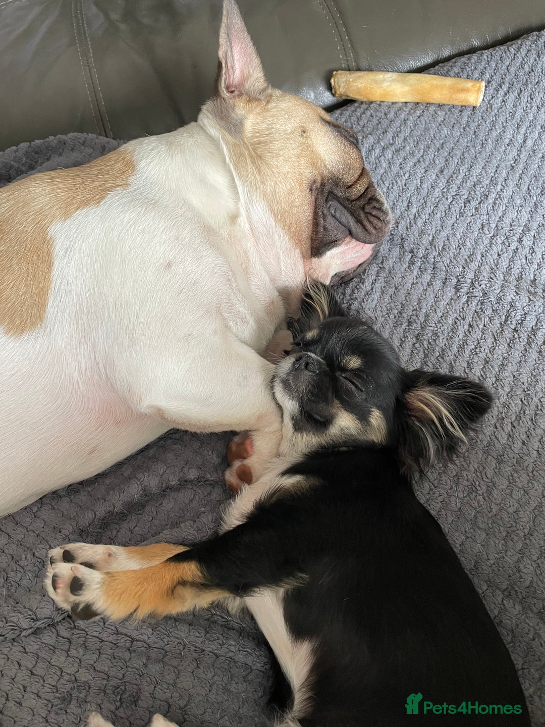 French Bulldog dogs for sale: Perfect sweet boy looking for new home  - Image 12