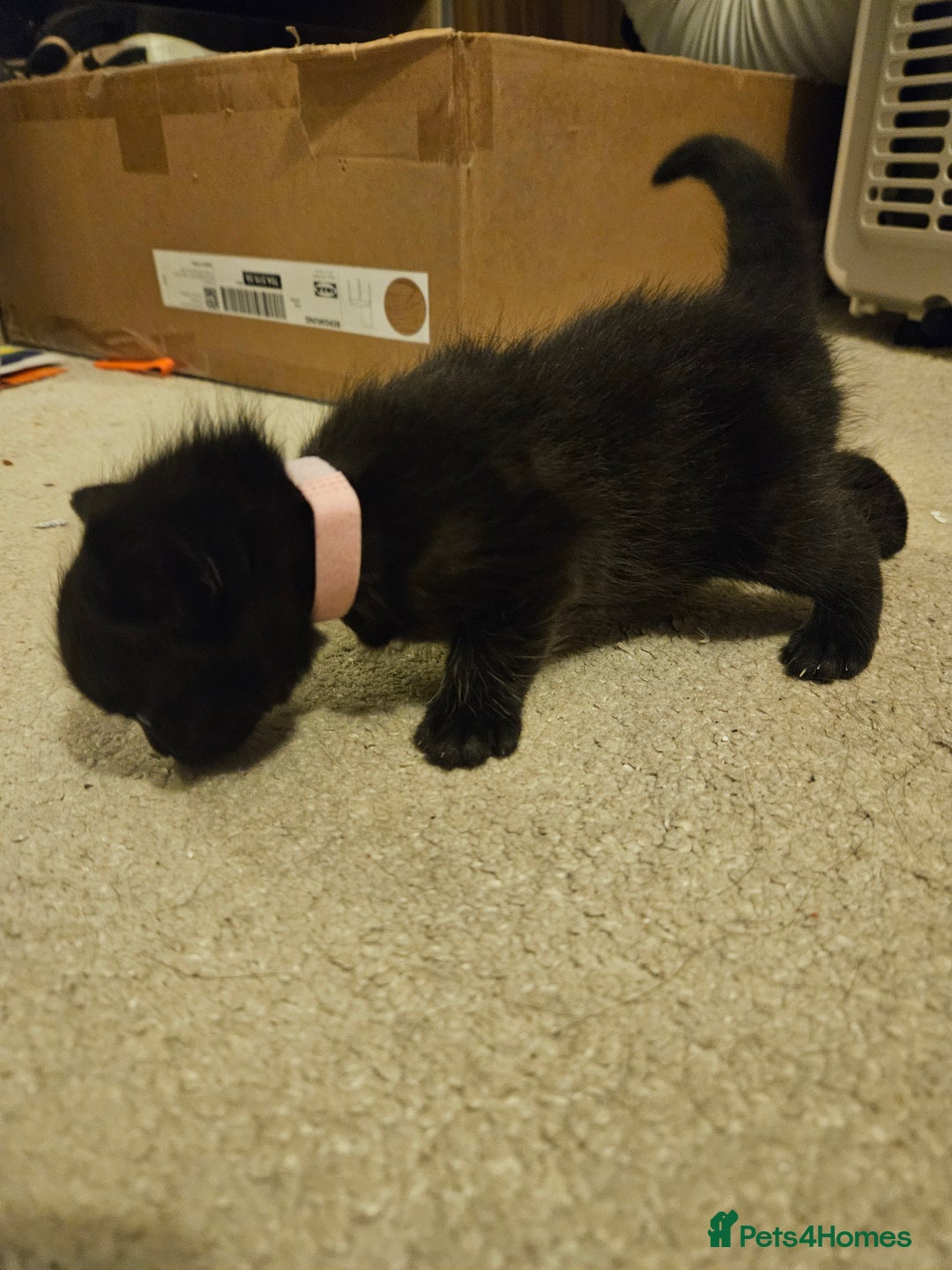 British Shorthair cats for sale: 4 black kittens, 1 boy 3 girls  - Advert 5