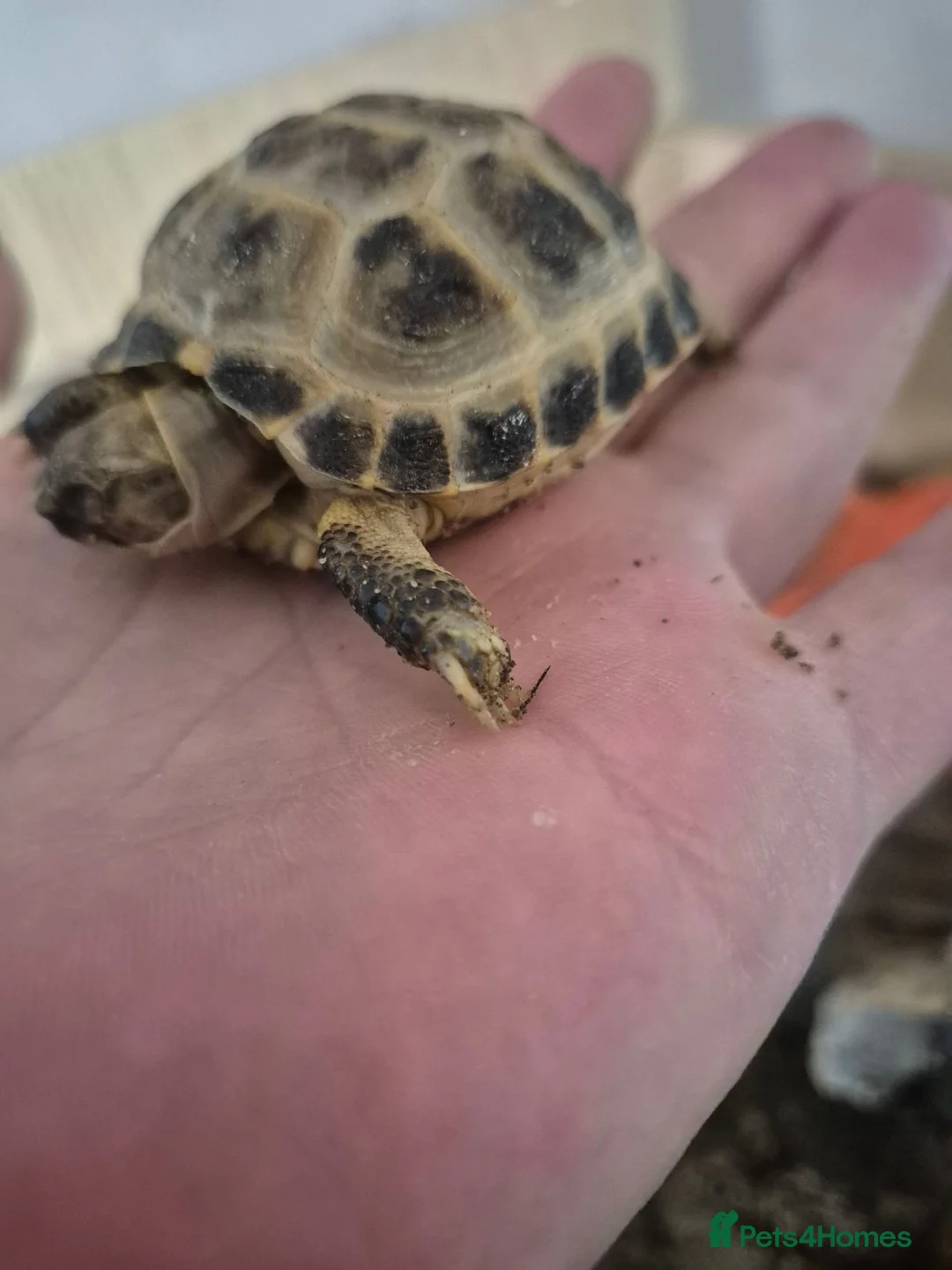 Tortoise reptiles for sale: 🐢 Horsfield (Russian) Tortoise – For Sale 🐢 - Advert 2