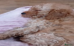 Miniature Poodle dogs for sale: ✨KC Top quality parents health tested pure breed ✨ - Image 12