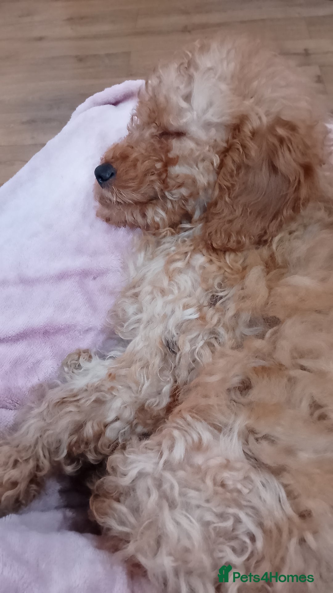 Miniature Poodle dogs for sale: ✨KC Top quality parents health tested pure breed ✨ - Image 12
