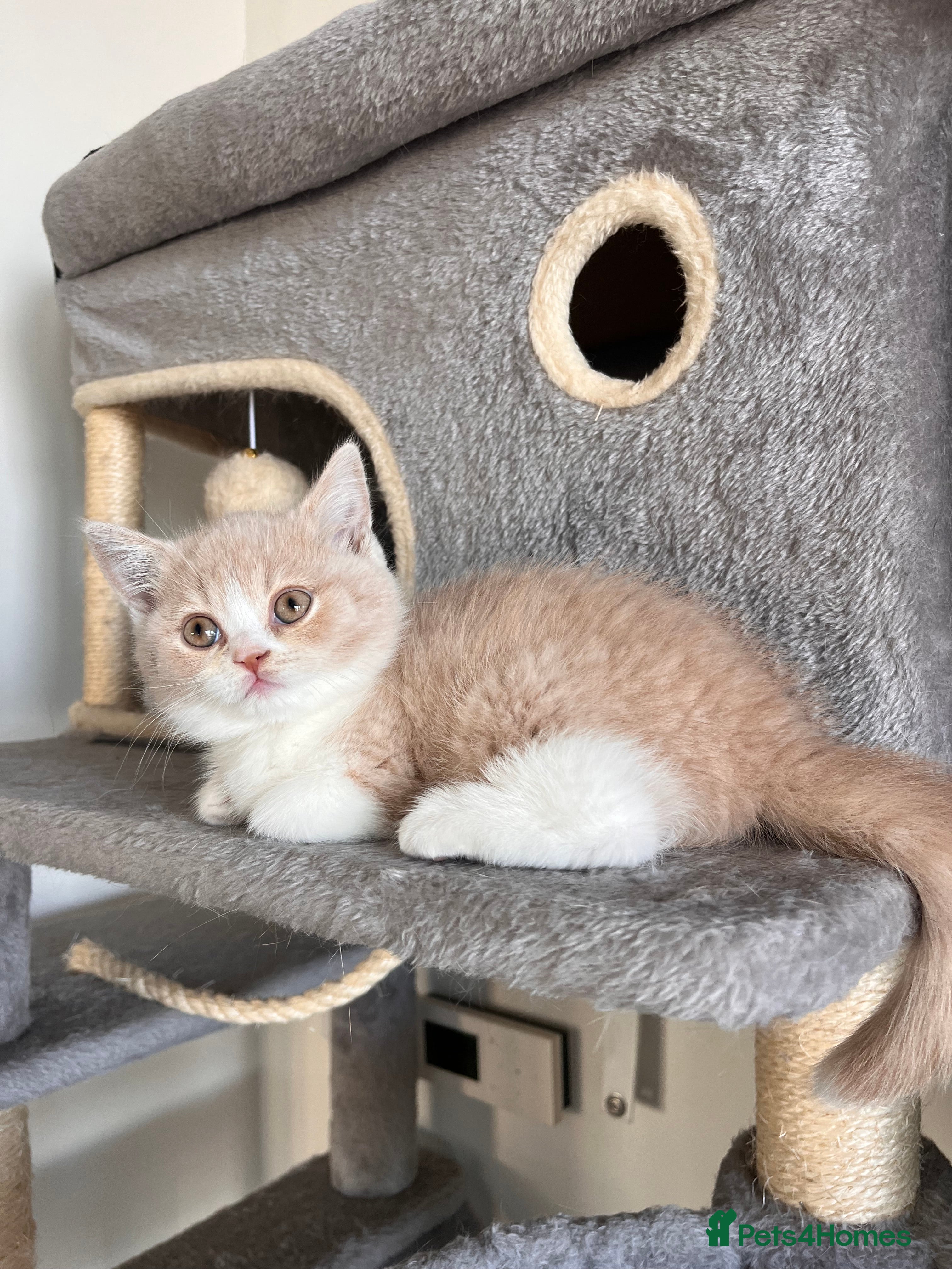 British Shorthair cats Unique British Shorthair Kittens 🐈✨ - Advert 1