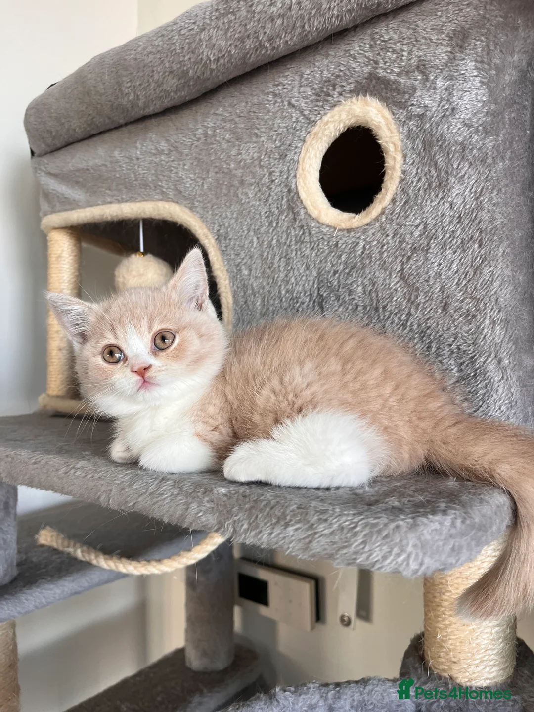 British Shorthair cats for sale: Unique British Shorthair Kittens 🐈✨ - Advert 1