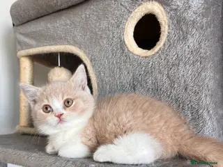 British Shorthair cats Unique British Shorthair Kittens 🐈✨ - Advert 5