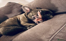 French Bulldog dogs for sale: Male French bulldog for sale - Image 3