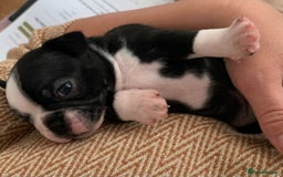 Boston Terrier dogs for sale: KC Registered 🐕❤️🏠 Puupy 🐕💙🏠Boston Terrier  - Image 16