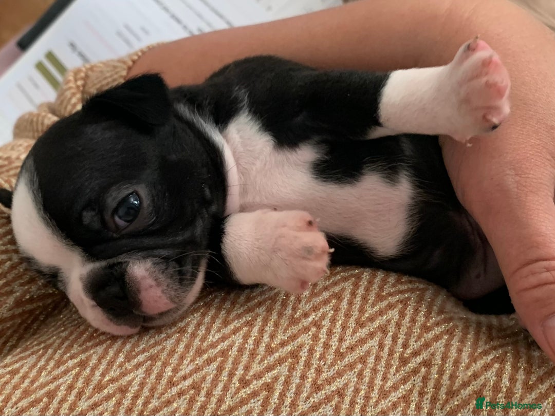 Boston Terrier dogs for sale: KC Registered 🐕❤️🏠 Puupy 🐕💙🏠Boston Terrier  - Image 16